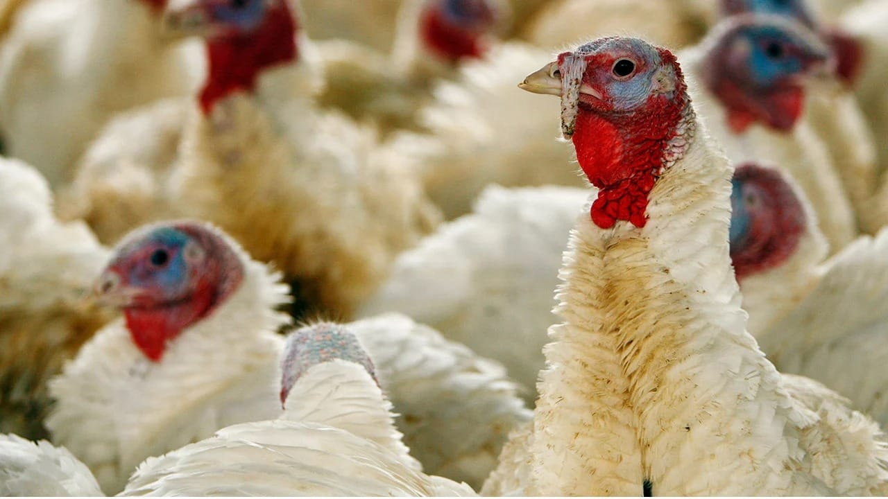 Gripe Aviaria: maior produtor dos EUA vai matar seu rebanho inteiro de aves em 48 horas