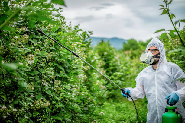 Anvisa divulga resultados do monitoramento de resíduos de agrotóxicos em alimentos