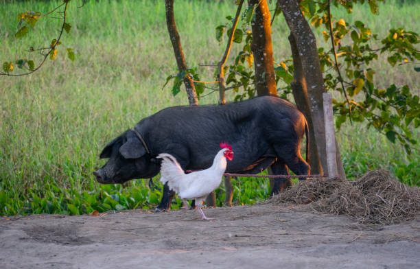 Central de Inteligência de Aves e Suínos – CIAS