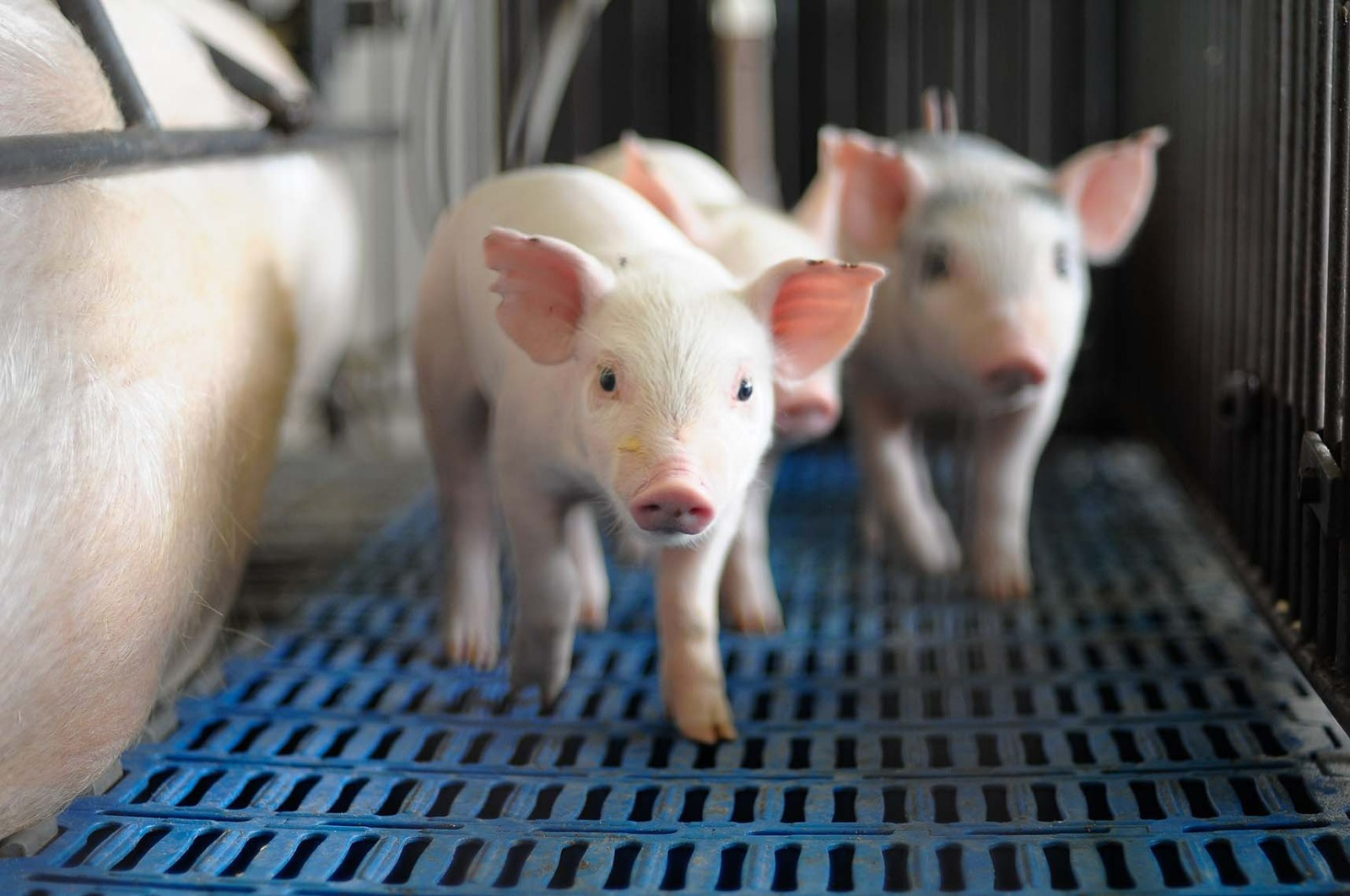 Custo de produção da suinocultura de Minas Gerais integra o CIAS