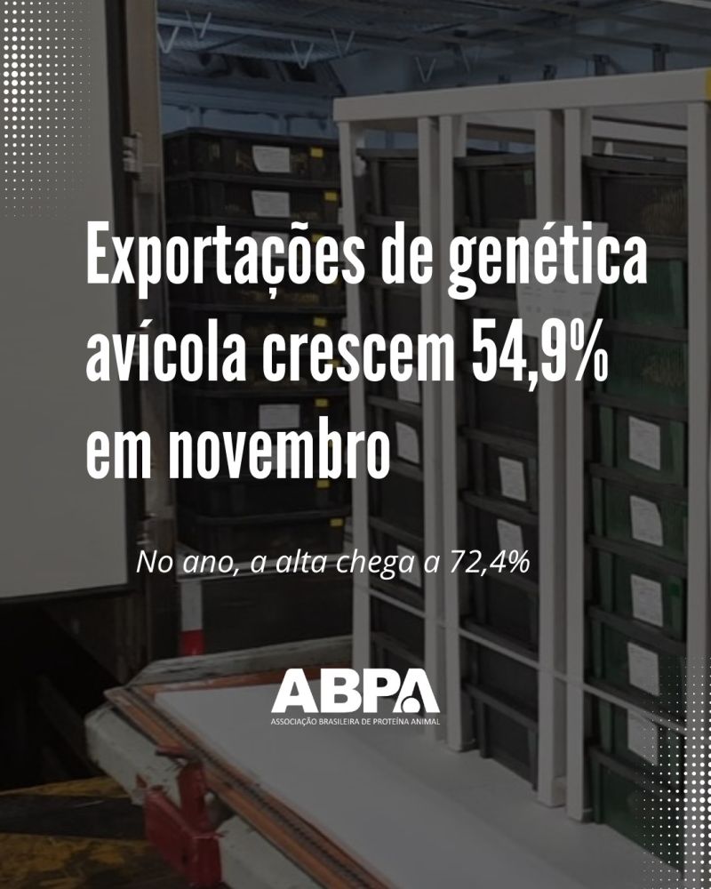 Exportações de genética avícola crescem 54,9% em novembro