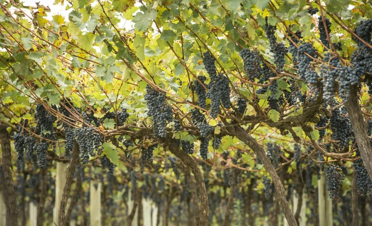 Valor da Produção Agropecuária deve atingir R$ 1,159 trilhão