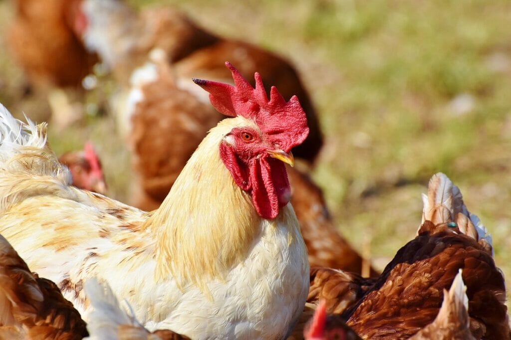 Evento com aglomeração de aves suspenso por portaria para conter gripe aviária