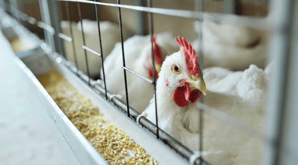 Brasil e México colaboram para estabelecer acordo de proteção ao comércio de aves e combate à gripe aviária