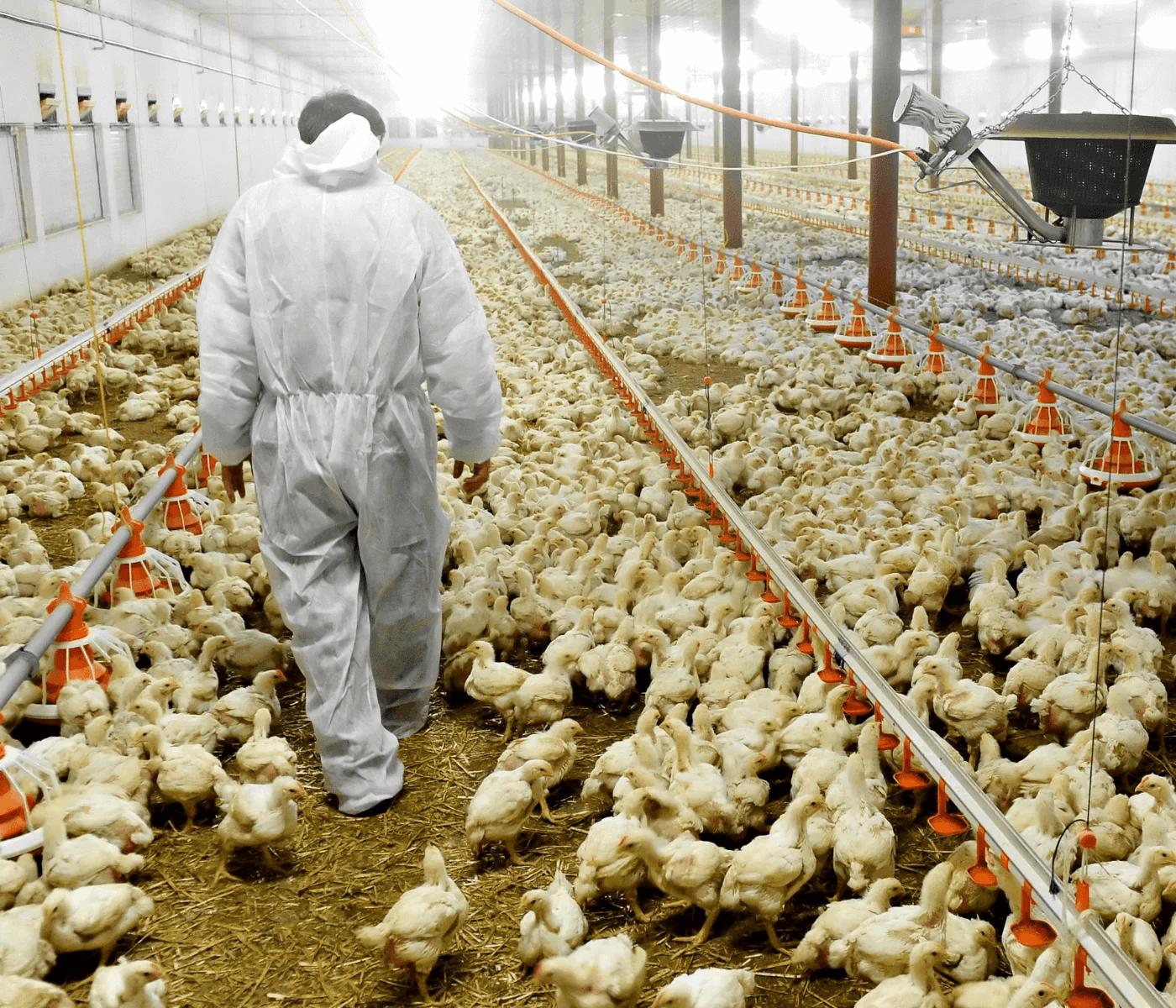 Agrodefesa exige declaração de biosseguridade em granjas para prevenir gripe aviária em Goiás