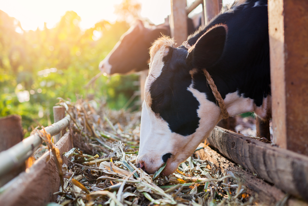 Estudo da Universidade de Chicago aponta nutriente em carne e laticínios que pode ajudar no combate ao câncer