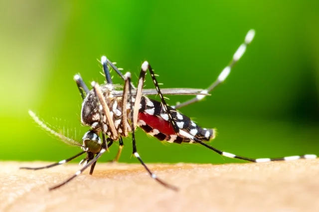 Pesquisadores da UFG detectam ovos do Aedes Aegypti com vírus da Zika e Chikungunya em Goiânia