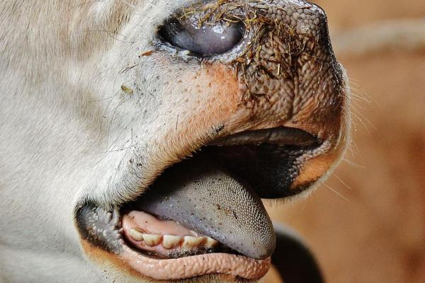 Descobrindo a idade dos bovinos pela dentição: Um guia prático