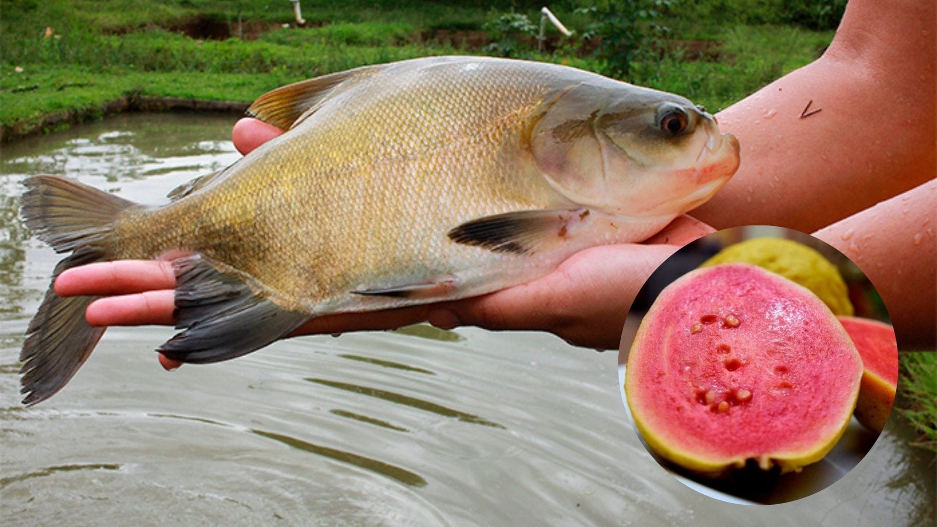 Pesquisa da Embrapa revela potencial da polpa de goiaba na alimentação de tambaqui