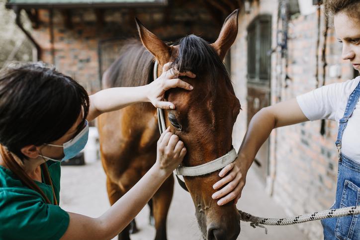 Argentina confirma mortes por encefalite equina do Oeste