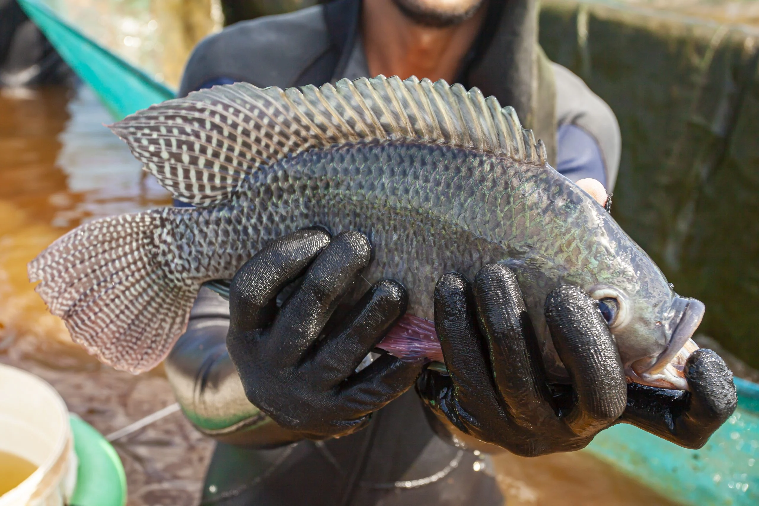 MAPA e MPA suspendem importações de tilápia do Vietnã