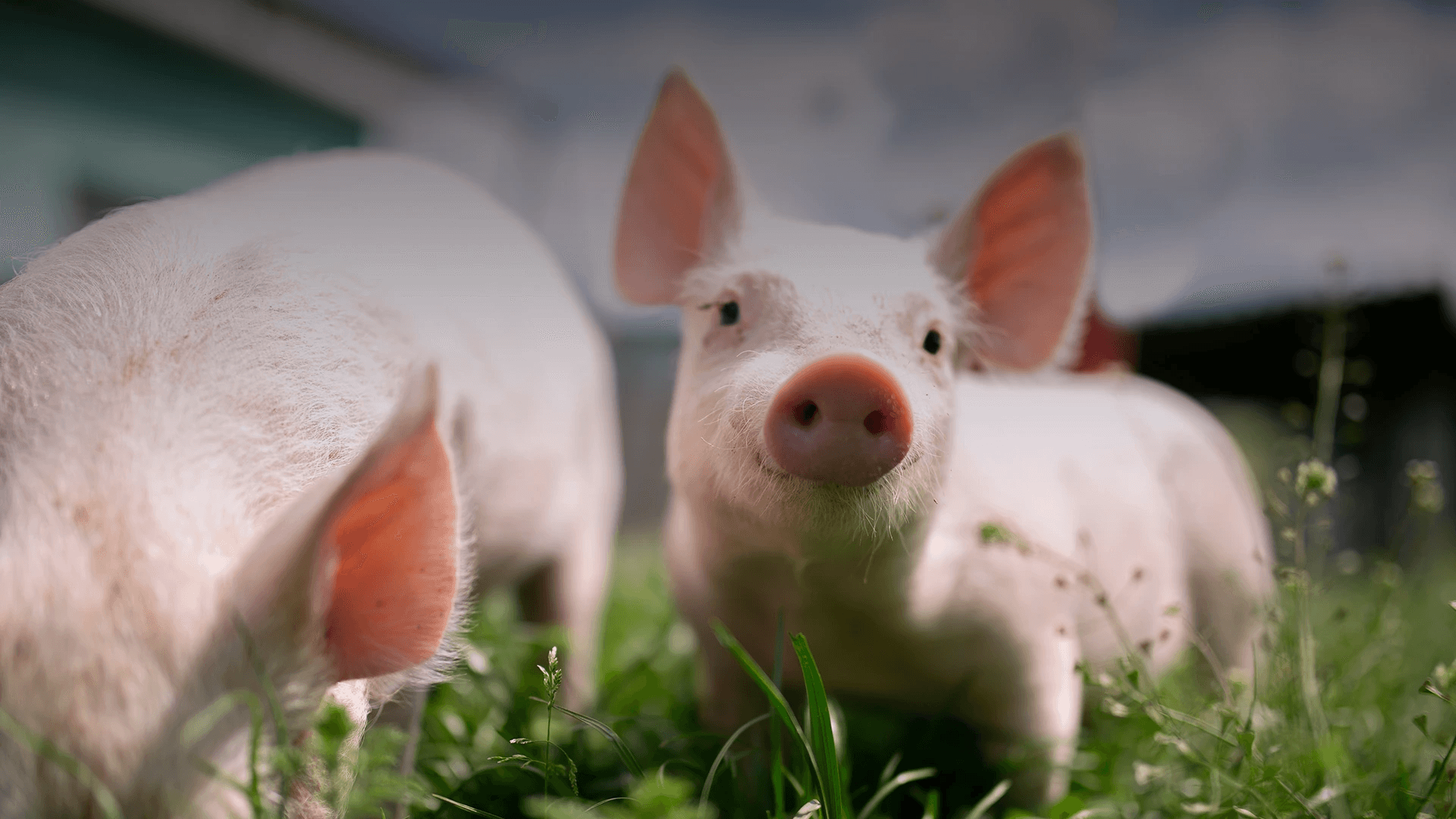 Preços da suinocultura independente diminuem após primeira quinzena do mês