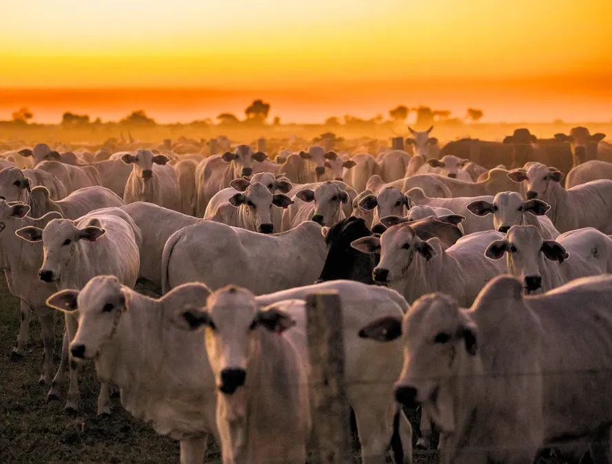 Mato Grosso reinventa-se como líder nacional na pecuária bovina