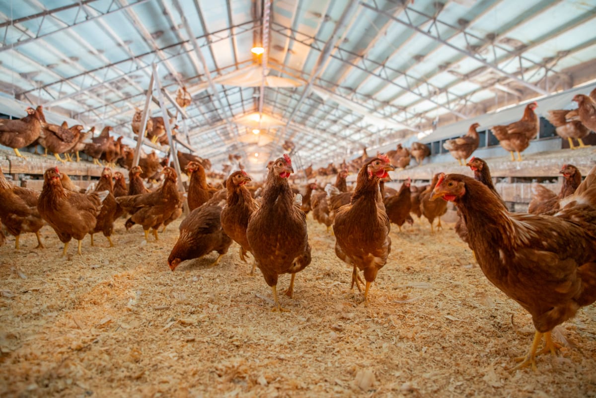 Surto de gripe aviária nos EUA leva maior produtor de ovos do país a interromper produção temporariamente