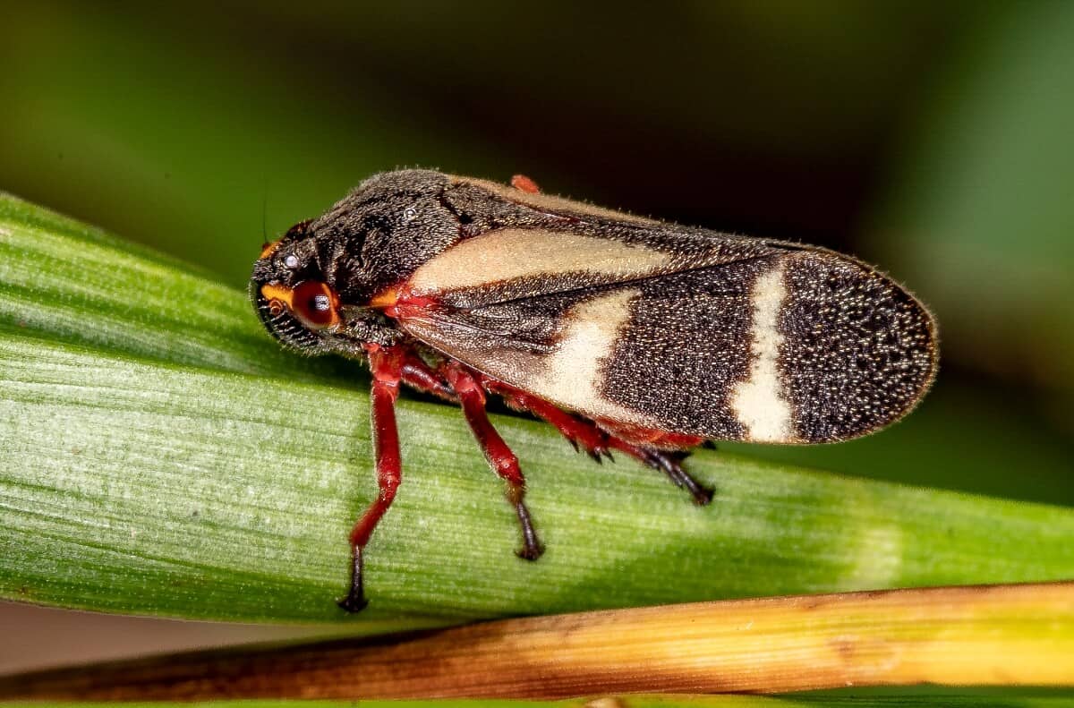 Cigarrinha-das-pastagens: Época é crucial para controle da praga, segundo especialista
