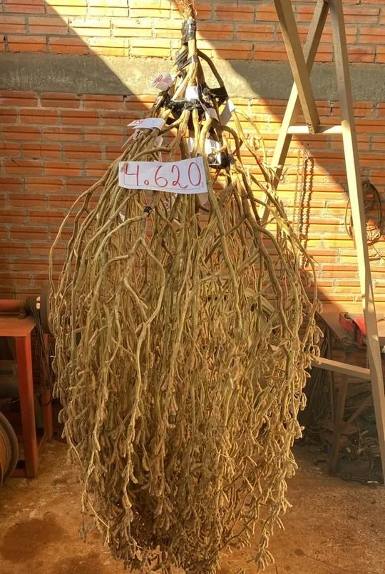 Pé de soja gigante se torna atração na fronteira do Paraguai com o Brasil