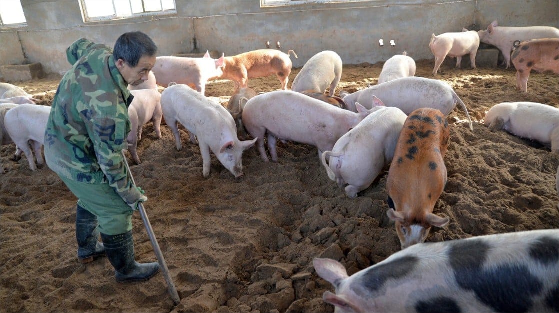 Produção de carne suína na China registra queda trimestral pela primeira vez em quatro anos