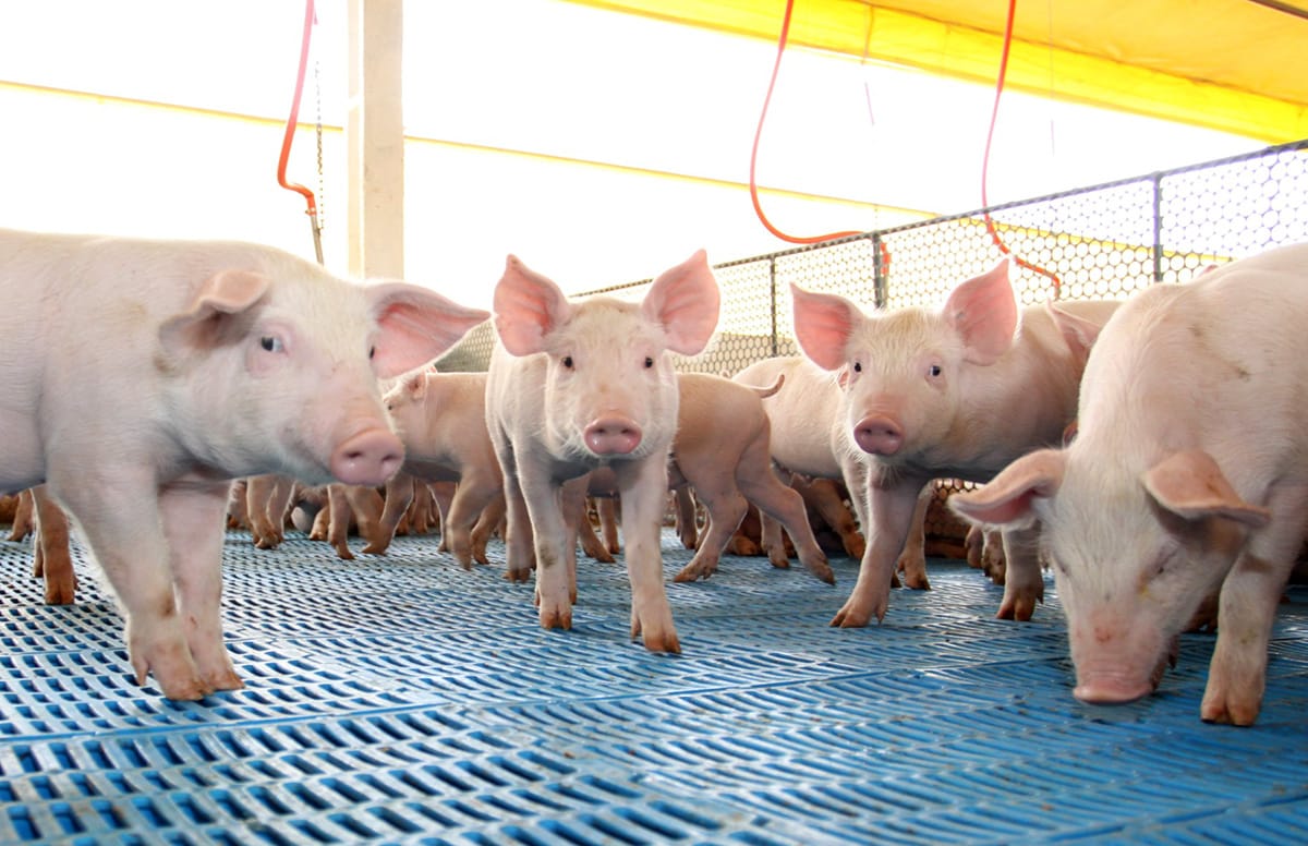 Brasil deve alcançar 3º lugar no ranking mundial de exportação de carne suína em 2024