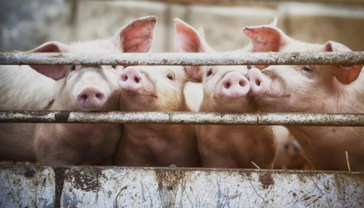 Santa Catarina registrou queda nos custos de produção de suínos em março, segundo Embrapa