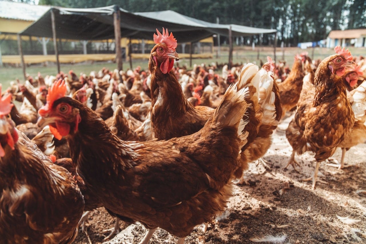 Custo de produção de frango de corte sobe levemente em abril no Paraná, aponta Embrapa