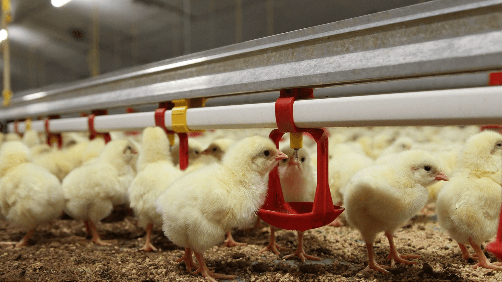 Aumento no custo de produção de frangos de corte no Brasil