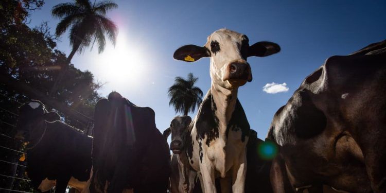 Campanha Nacional do Mês da Saúde Animal destaca o papel crucial do serviço veterinário