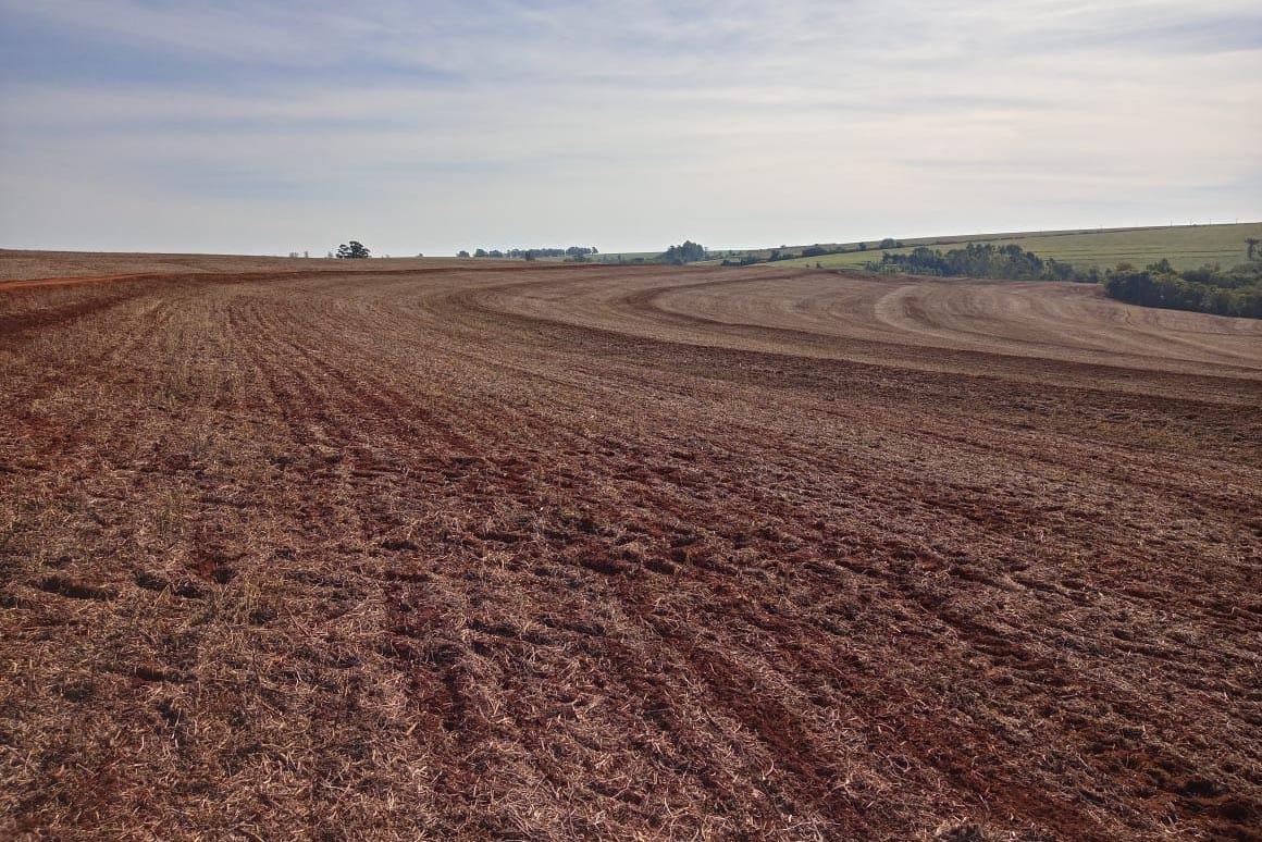 Vazio sanitário da soja no Paraná terá escalonamento por regiões