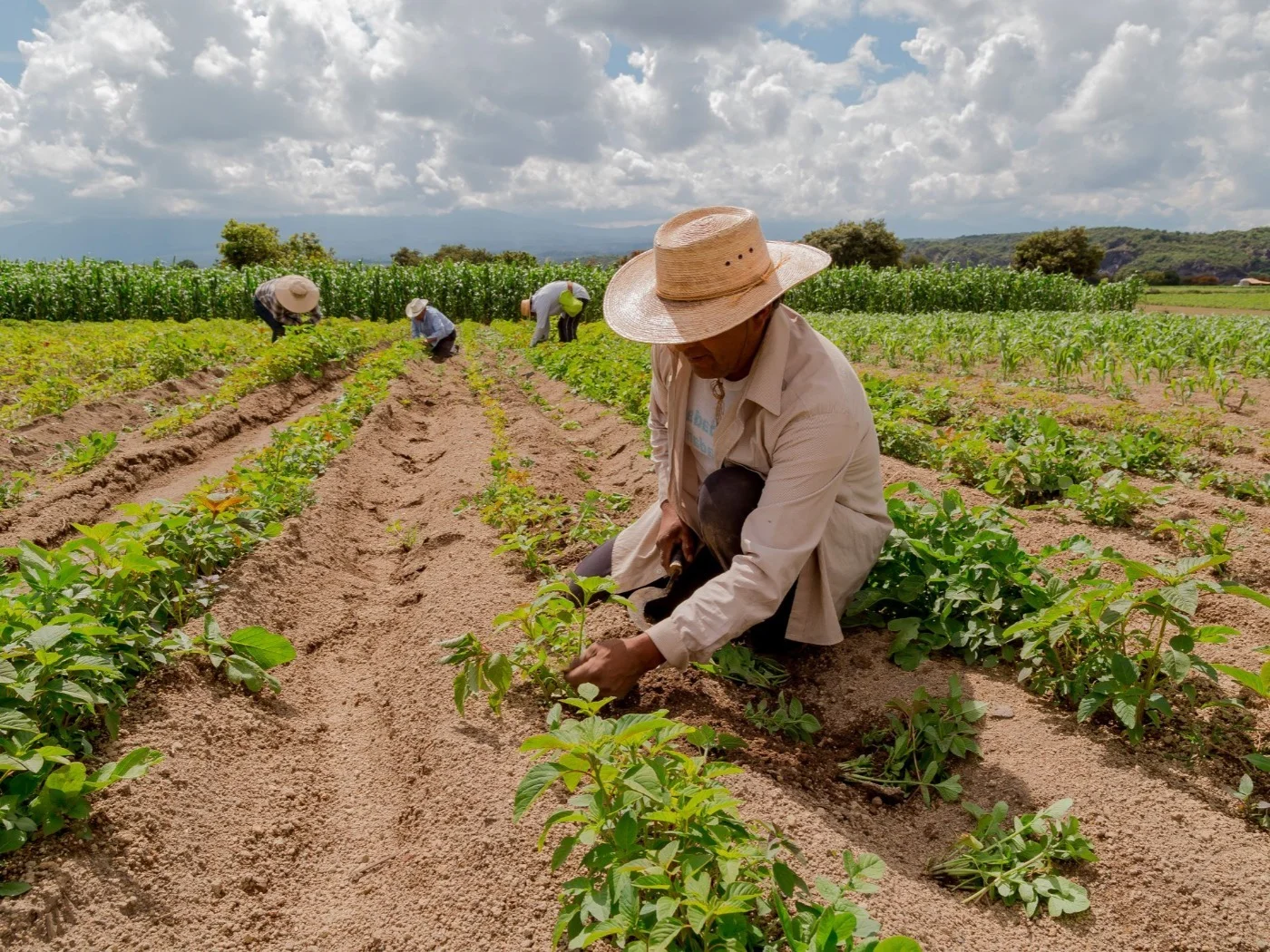 Governo de São Paulo anuncia pacote de R$ 200 milhões para agricultura familiar