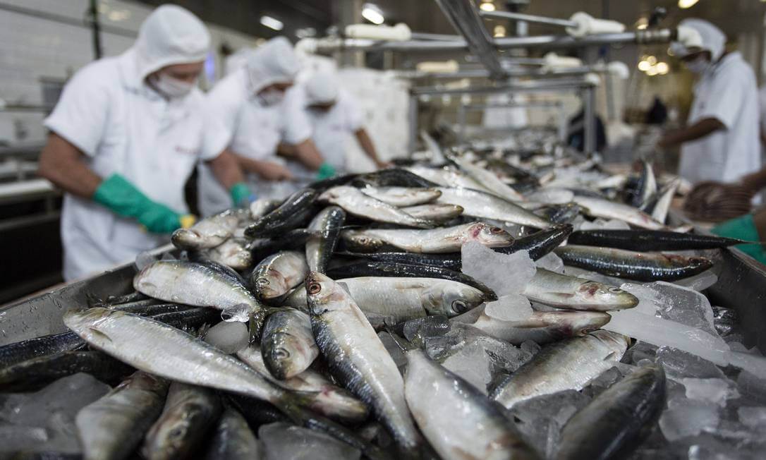 Exportação de pescados cresce 20% no Paraná com alta da tilápia