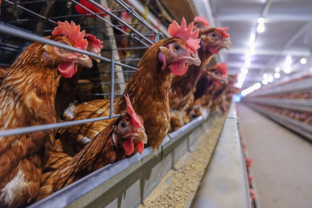 CRMV-RS reafirma segurança do consumo de aves inspecionadas e recomenda EPIs para trabalhadores