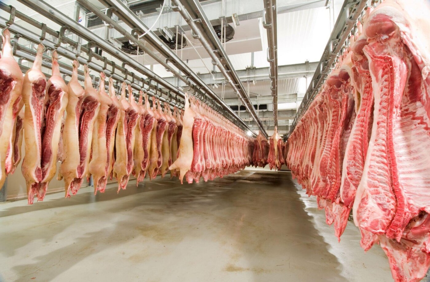 Apesar de queda na receita, exportações de carne suína batem recorde no primeiro semestre de 2024