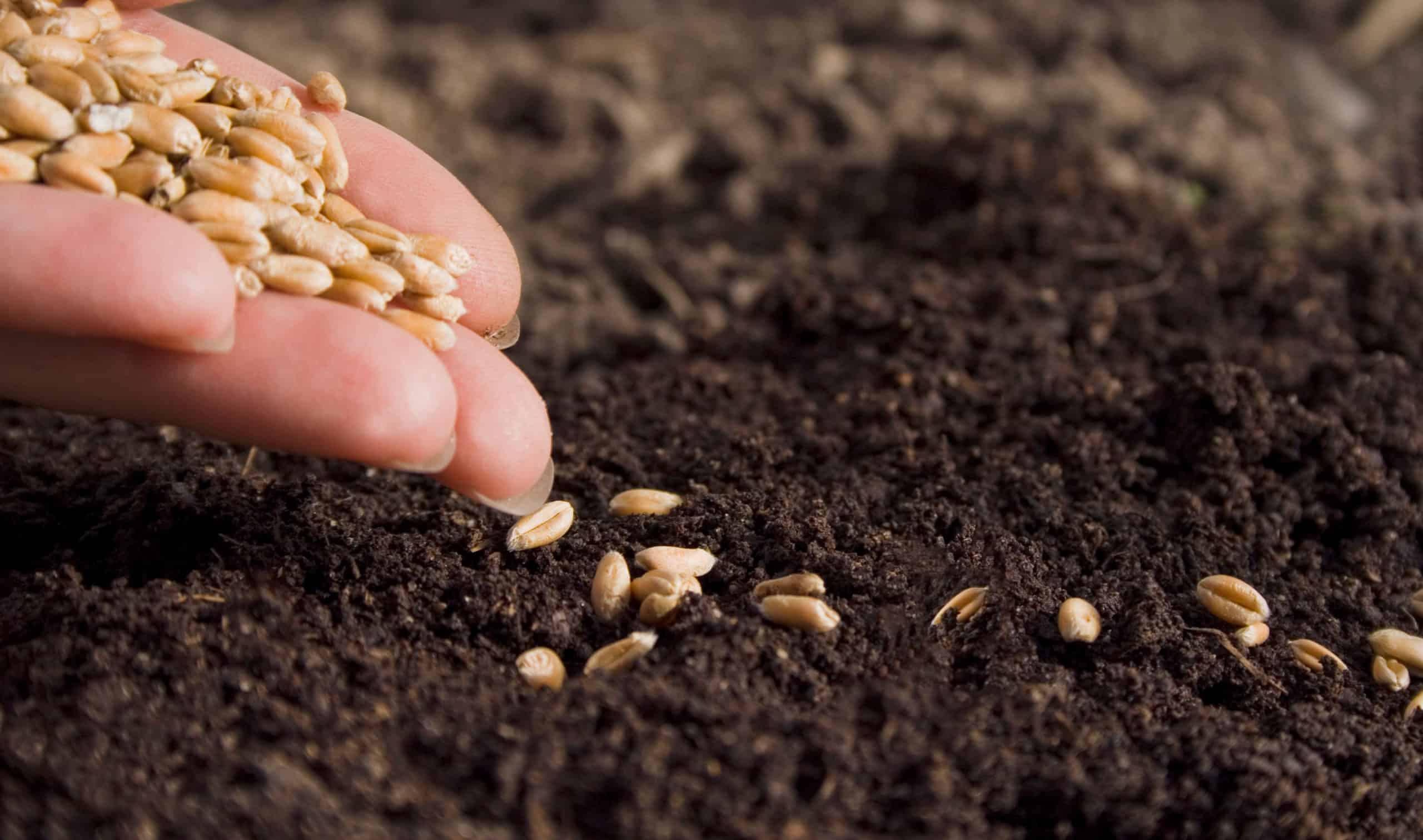 Nova cultivar de trigo da Embrapa destaca-se por alto potencial produtivo e qualidade industrial