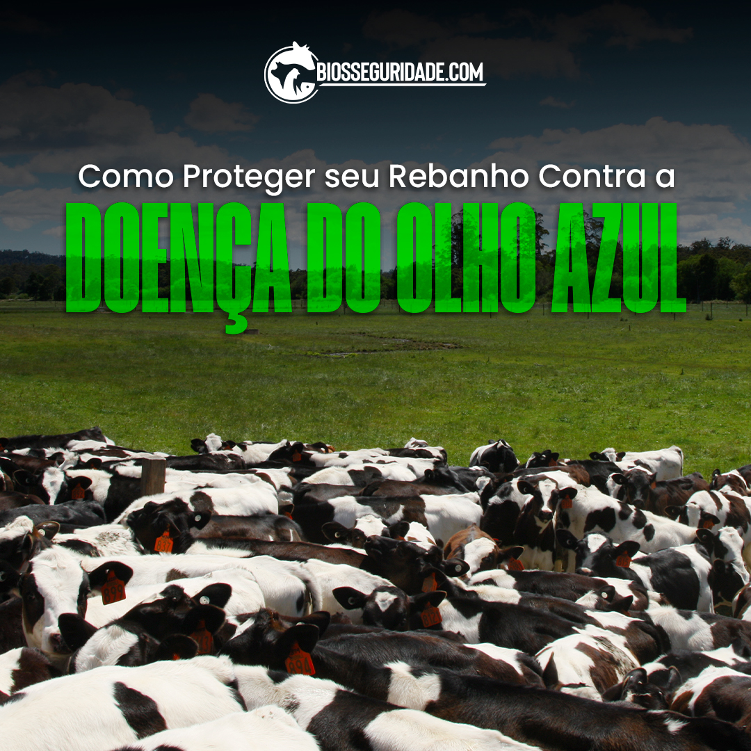 Como Proteger seu Rebanho Contra a Doença do Olho Azul