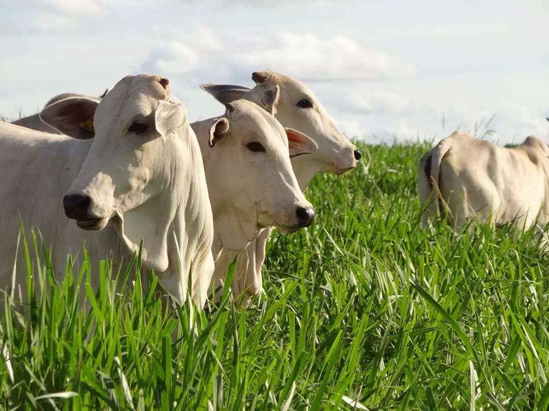 Fazendas mais produtivas e sustentáveis do Brasil são premiadas no Fórum Internacional da Agropecuária