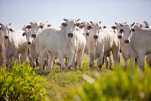 Goiás bate recorde com mais de 1 milhão de bovinos abatidos