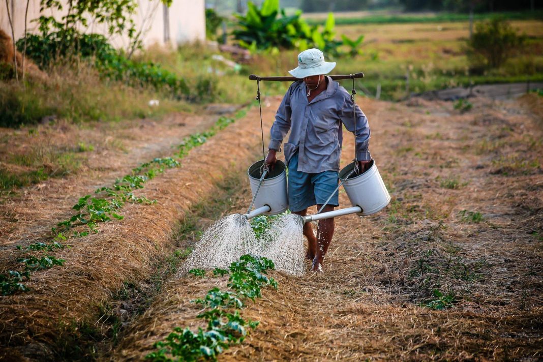 Senado aprova inclusão da agricultura familiar no Fundo Garantidor