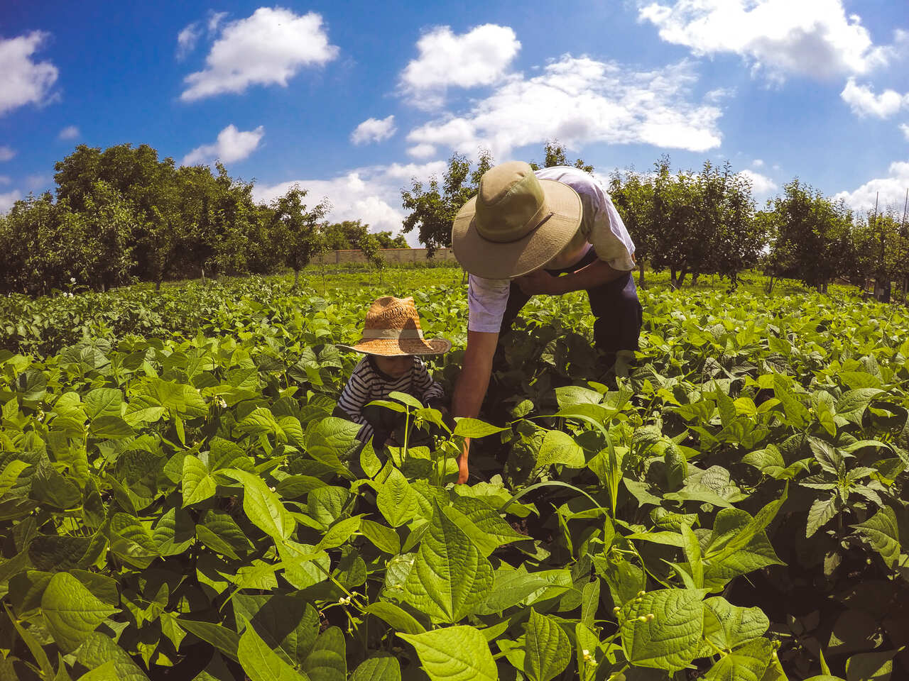 Governo Federal lança linha de microcrédito de R$ 300 milhões para fortalecer agricultura familiar