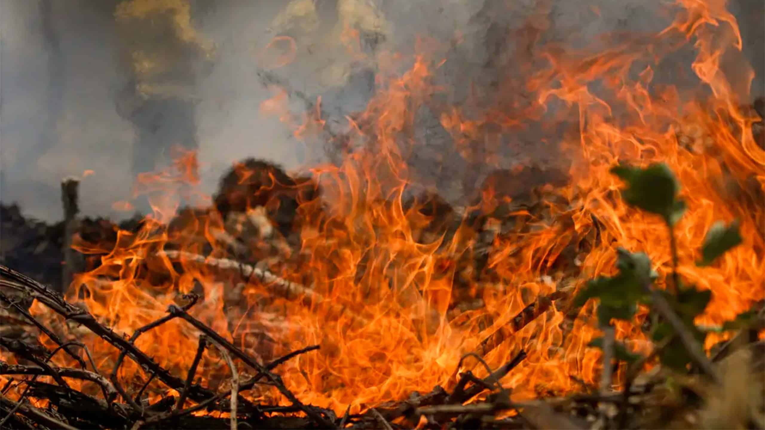 Incêndios causam prejuízo bilionário ao agronegócio; São Paulo e Mato Grosso são os estados mais afetados