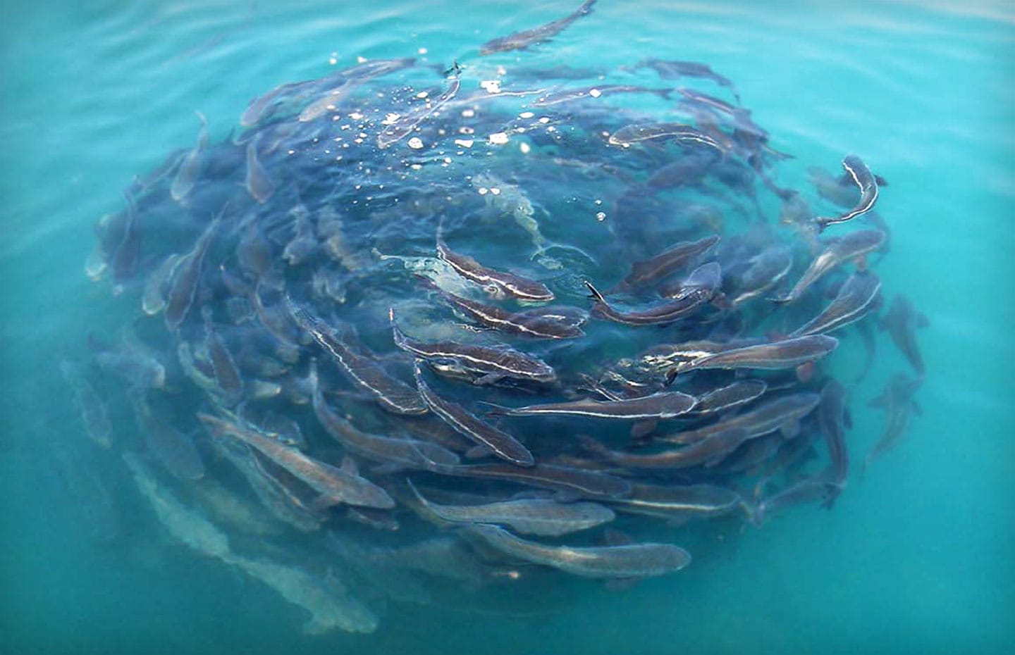 Santa Catarina lança edital para estudos inovadores em engorda de peixes marinhos