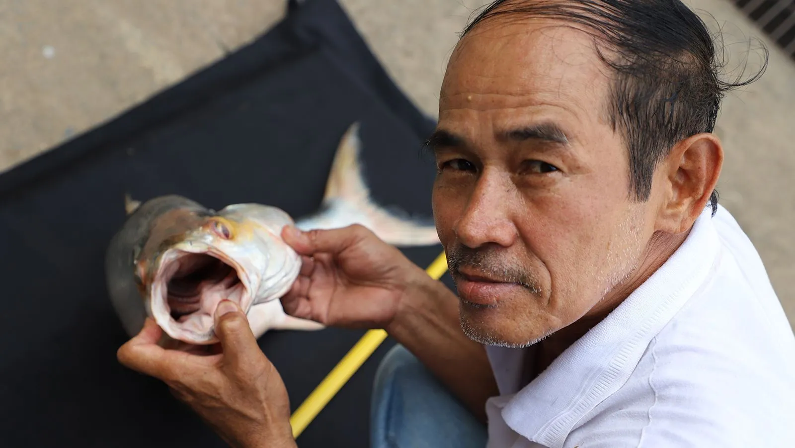 Peixe gigante e “fantasma” reaparece no Camboja após 19 anos